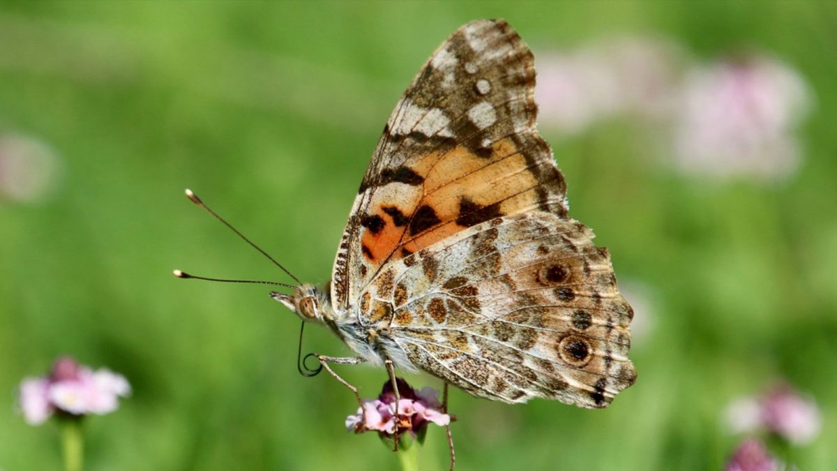 Biodiversity in nature