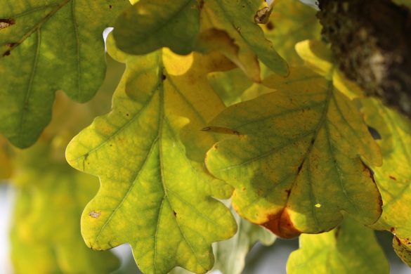 An enquiry of learning could focus on a local woodland