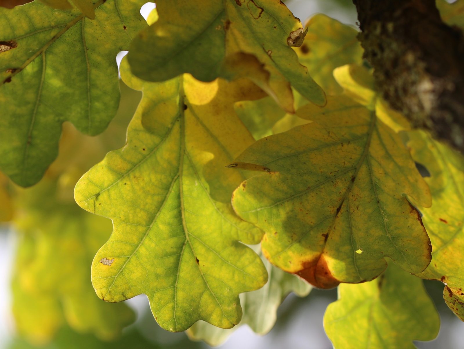 An enquiry of learning could focus on a local woodland