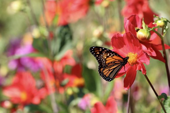 Bringing biodiversity back to school grounds