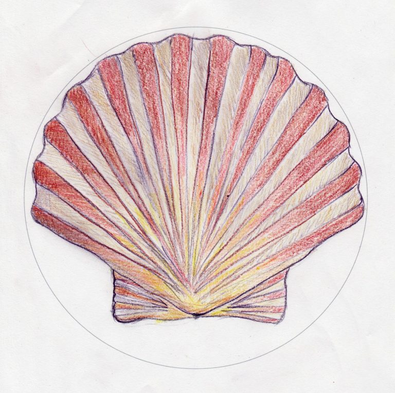 How can we ensure our oceans stay amazing – Activity 2 seashell