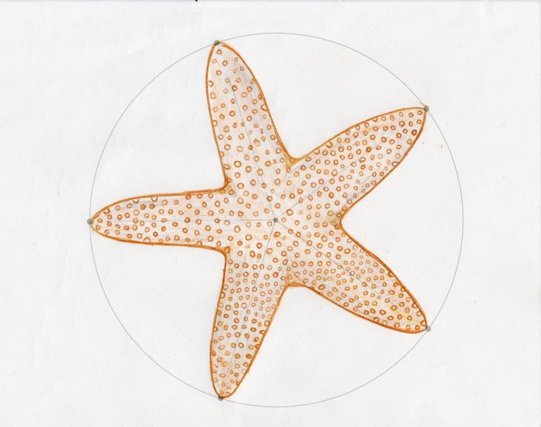 How can we ensure our oceans stay amazing – Activity 3 starfish