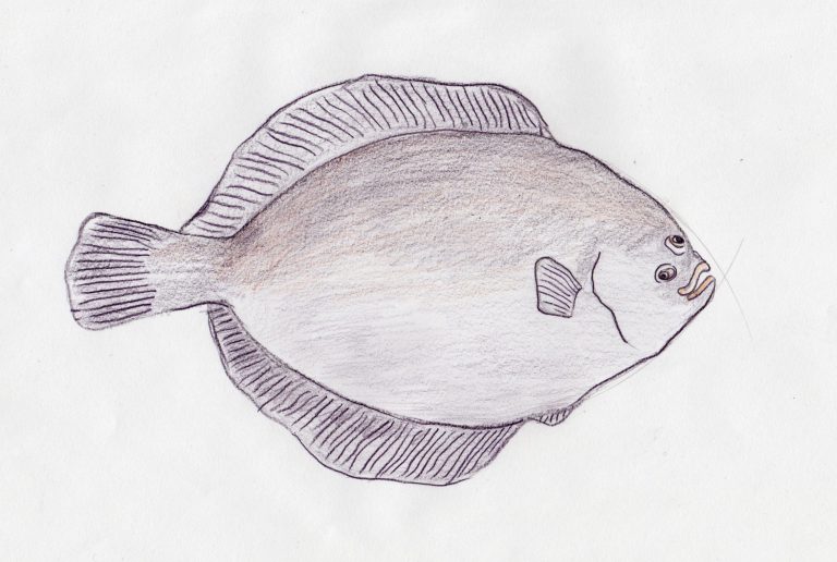 How can we ensure our oceans stay amazing – Activity 4 plaice