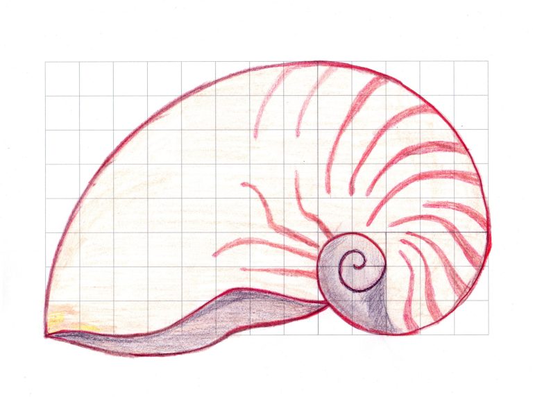 How can we ensure our oceans stay amazing – Activity 6 nautilus