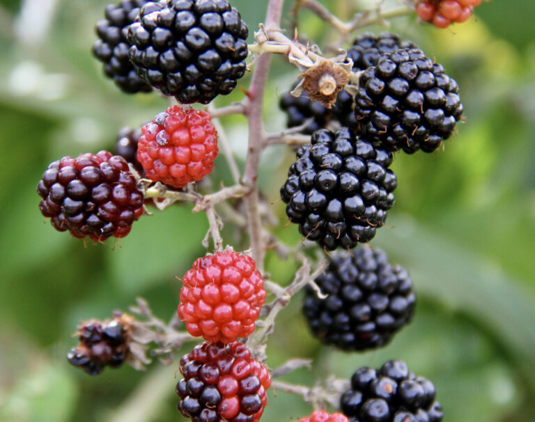 Science lesson plans Year 1 senses taste