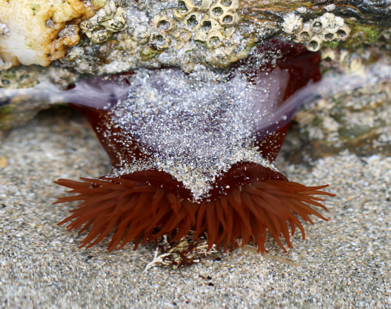 Year 1 science lesson plans seaside