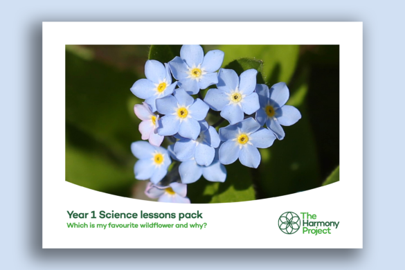 Year 1 science lesson plans – animals including humans