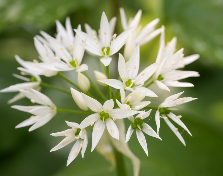 Science lesson plans Year 1 wildflowers