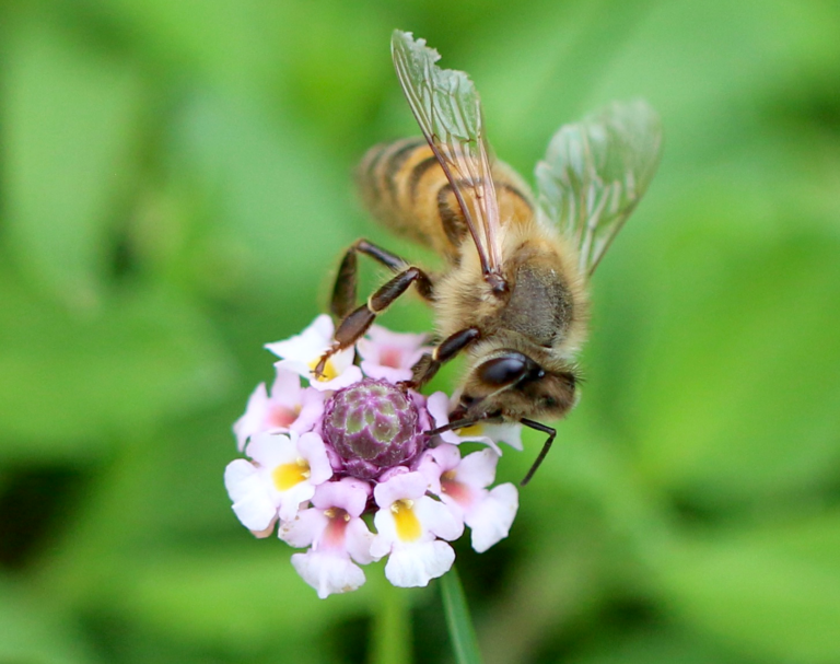 Year 2 science lesson plans bees