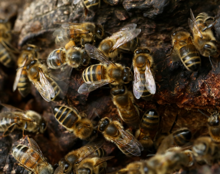 Year 2 science lesson plans bees