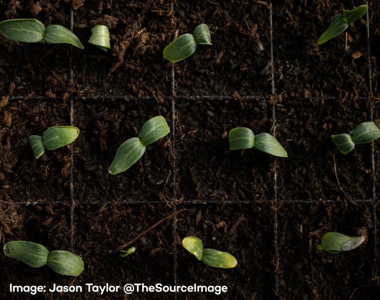Year 2 science lesson plans plants